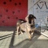Cins istemiyorum sadece dünya tatlısı bir köpek dostum olsun diyen? fotoğraf