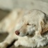 Gülen köpek Yaren fotoğraf