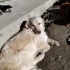 Gülen köpek Yaren fotoğraf