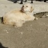 Gülen köpek Yaren fotoğraf