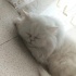 Suratsız ama bir o kadar dost canlısı bir kedimiz.