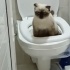 Top kafa Mavi göz güzellik fotoğraf