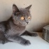 1 YAŞINDA KISIR BRİTİSH SORTHAİR fotoğraf