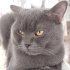 1 YAŞINDA KISIR BRİTİSH SORTHAİR fotoğraf