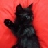 BRİTİSH SORTHAİR-İRAN MELEZİ fotoğraf