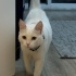 YAKLAŞIK 2 YAŞLARINDA KISIR VAN KEDİSİ