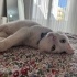 YAKLAŞIK 2 YAŞLARINDA KISIR VAN KEDİSİ fotoğraf