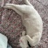 YAKLAŞIK 2 YAŞLARINDA KISIR VAN KEDİSİ fotoğraf