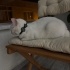 YAKLAŞIK 2 YAŞLARINDA KISIR VAN KEDİSİ fotoğraf