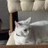 YAKLAŞIK 2 YAŞLARINDA KISIR VAN KEDİSİ fotoğraf
