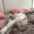 YAKLAŞIK 2 YAŞLARINDA KISIR VAN KEDİSİ fotoğraf