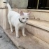YAKLAŞIK 2 YAŞLARINDA KISIR VAN KEDİSİ fotoğraf