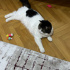 KISIR VE AŞILARI TAM KEDİME YUVA ARIYORUM. fotoğraf