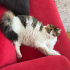 KISIR VE AŞILARI TAM KEDİME YUVA ARIYORU. fotoğraf