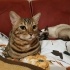 Alf ve Sütlaç Çifti için Yuva Arıyorum fotoğraf