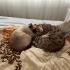 Alf ve Sütlaç Çifti için Yuva Arıyorum fotoğraf