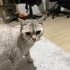Çok uslu british silver kızımızı sahiplendiriyoruz fotoğraf