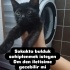 2 AYLIK TEKİR KEDİ