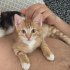 Cingöz’e Kalıcı Yuva Arıyoruz fotoğraf