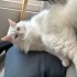 yetiskin bembeyaz ankara kedisi fotoğraf