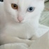 İnsan canlısı temas bağımlısı tatlı kedi