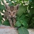 1.5 aylık tekir kedi