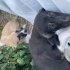 Yavrular Barınağa gitmesin fotoğraf