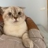Pamuğa yuva arıyoruZ