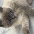 Acil yuva arıyoruz fotoğraf