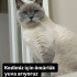 Acil yuva arıyoruz fotoğraf