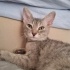 Acil sahiplendirilecek 2 dişi fotoğraf