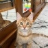 Ücretsiz sahiplenme kıvanç sarman yavru fotoğraf