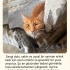 Sakin ve uysal bir sarman erkek kedi için uzun ömürlü ve güvenilir bir yuva.
