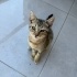 Tahin Pekmez kardeşlere acil yuva arıyorum fotoğraf