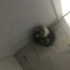 6 aylık tüyü yumuşacık dişi kedi ACİL fotoğraf