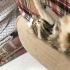 6 aylık tüyü yumuşacık dişi kedi ACİL fotoğraf