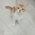 Minik Bambi Yuva Arıyor! 🐱💗 fotoğraf