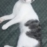 Minik Kalp Hırsızı Bobby Yuva Arıyor!😻 fotoğraf
