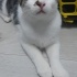 Minik Kalp Hırsızı Bobby Yuva Arıyor!😻