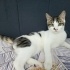 Minik Kalp Hırsızı Bobby Yuva Arıyor!😻 fotoğraf