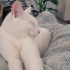 Çok oyuncu, akıllı bir kedi fotoğraf
