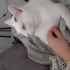 Çok oyuncu, akıllı bir kedi fotoğraf