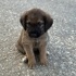 13 TANE BİRBİRİNDEN SEVİMLİ MELEZ YAVRU KÖPEKLER İÇİN ÖMÜRLÜK KALICI YUVALAR fotoğraf