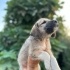 13 TANE BİRBİRİNDEN SEVİMLİ MELEZ YAVRU KÖPEKLER İÇİN ÖMÜRLÜK KALICI YUVALAR fotoğraf