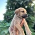 13 TANE BİRBİRİNDEN SEVİMLİ MELEZ YAVRU KÖPEKLER İÇİN ÖMÜRLÜK KALICI YUVALAR fotoğraf