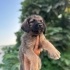13 TANE BİRBİRİNDEN SEVİMLİ MELEZ YAVRU KÖPEKLER İÇİN ÖMÜRLÜK KALICI YUVALAR fotoğraf