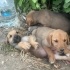 13 TANE BİRBİRİNDEN SEVİMLİ MELEZ YAVRU KÖPEKLER İÇİN ÖMÜRLÜK KALICI YUVALAR fotoğraf
