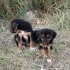 13 TANE BİRBİRİNDEN SEVİMLİ MELEZ YAVRU KÖPEKLER İÇİN ÖMÜRLÜK KALICI YUVALAR fotoğraf