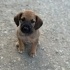13 TANE BİRBİRİNDEN SEVİMLİ MELEZ YAVRU KÖPEKLER İÇİN ÖMÜRLÜK KALICI YUVALAR fotoğraf