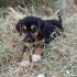 13 TANE BİRBİRİNDEN SEVİMLİ MELEZ YAVRU KÖPEKLER İÇİN ÖMÜRLÜK KALICI YUVALAR fotoğraf